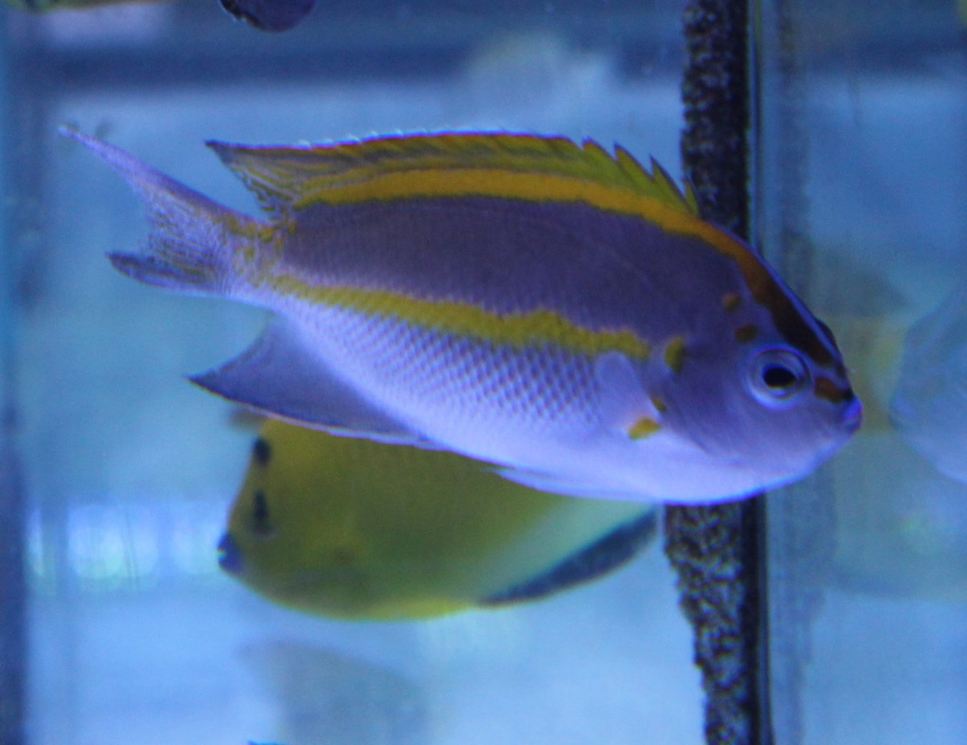 Genicanthus bellus - male