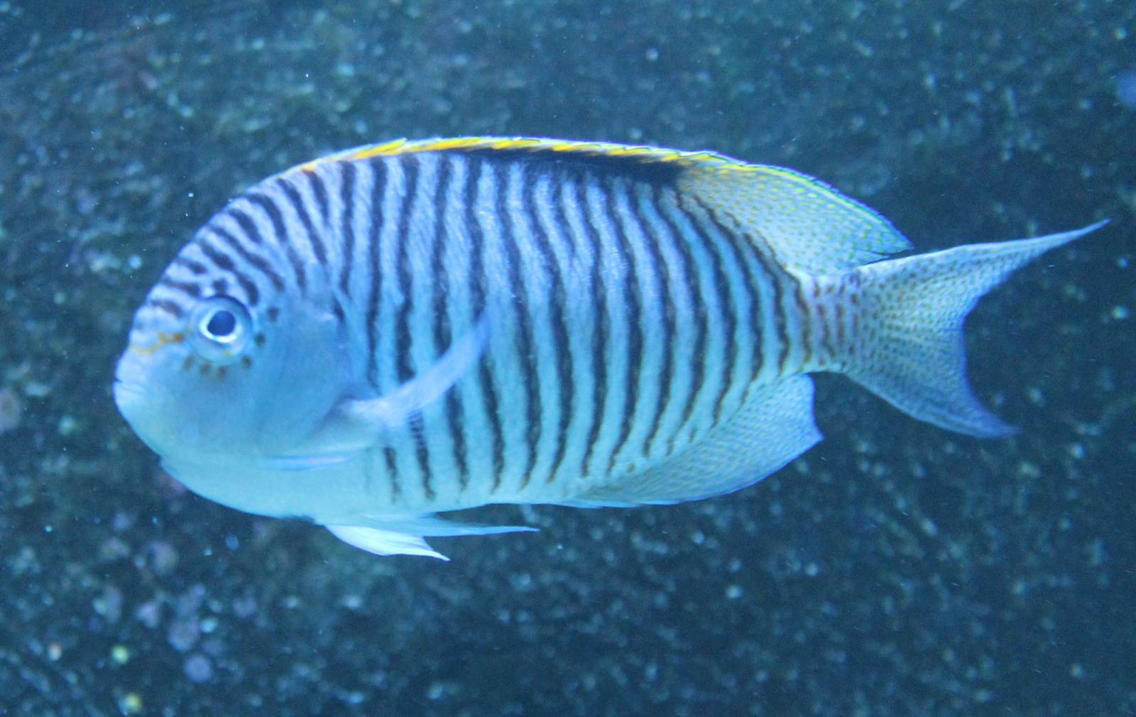 Genicanthus caudovittatus
