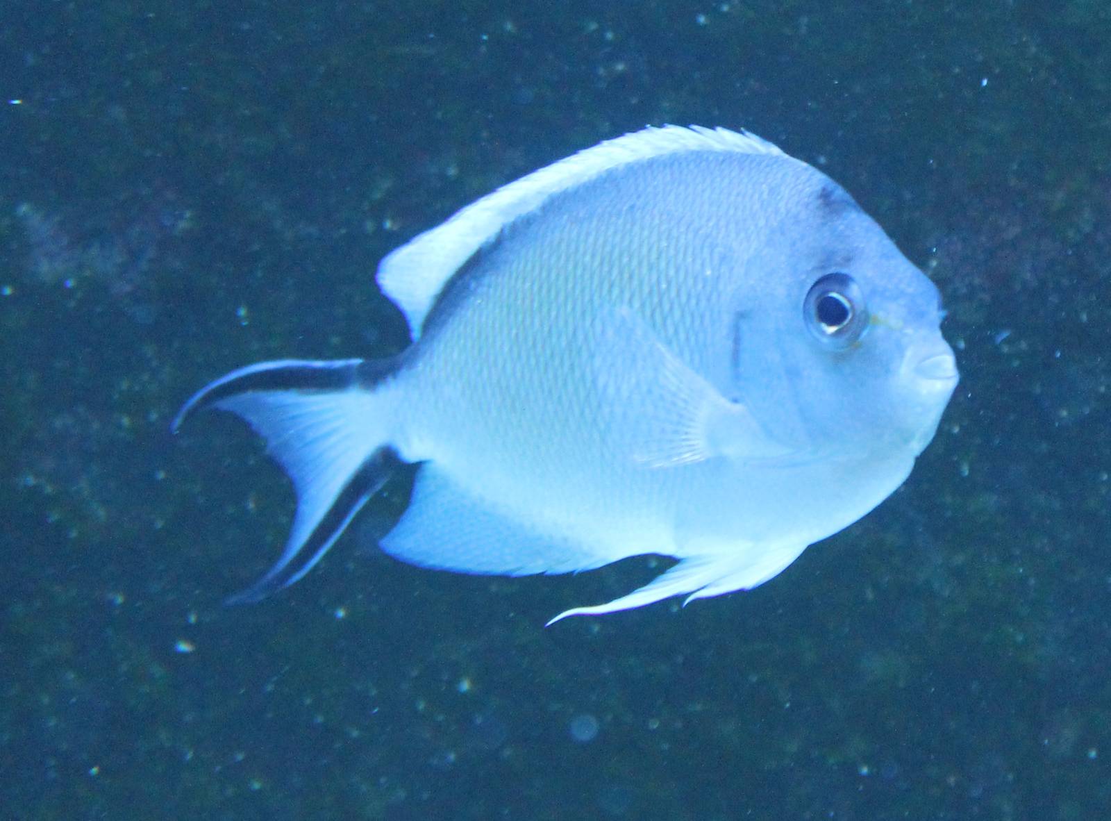 Genicanthus caudovittatus