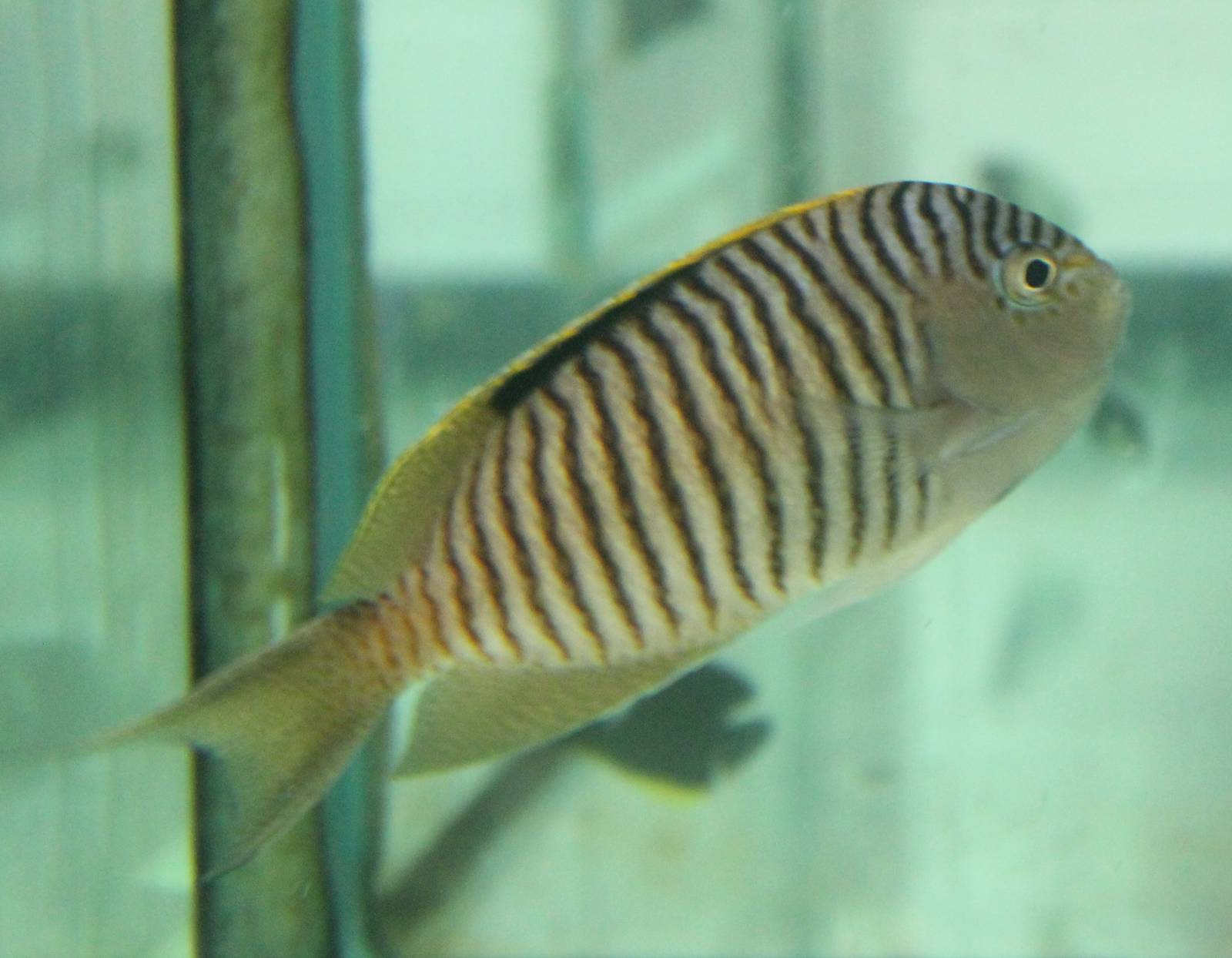 Genicanthus melanspilus