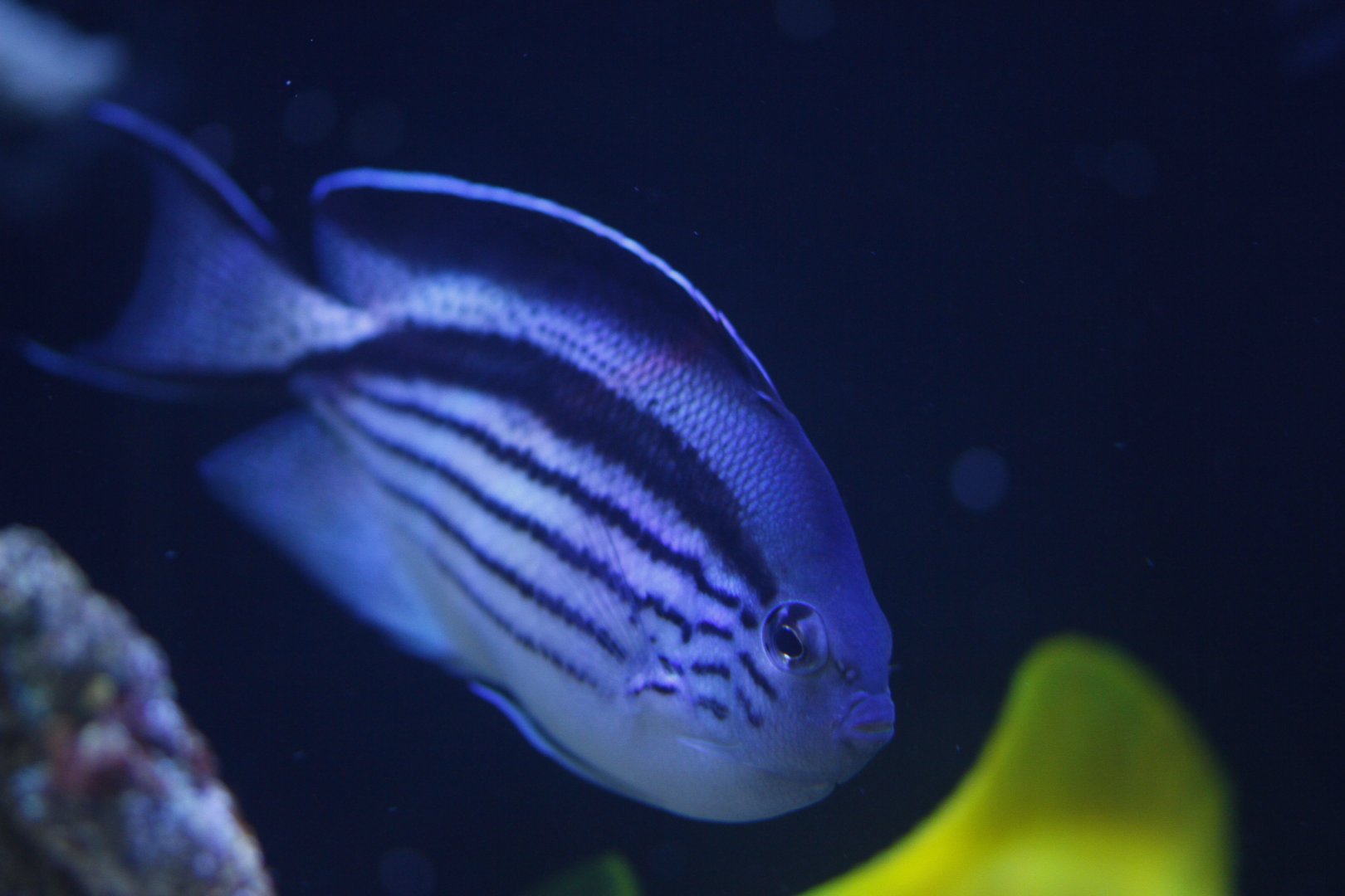 Genicanthus sp., lamarck?