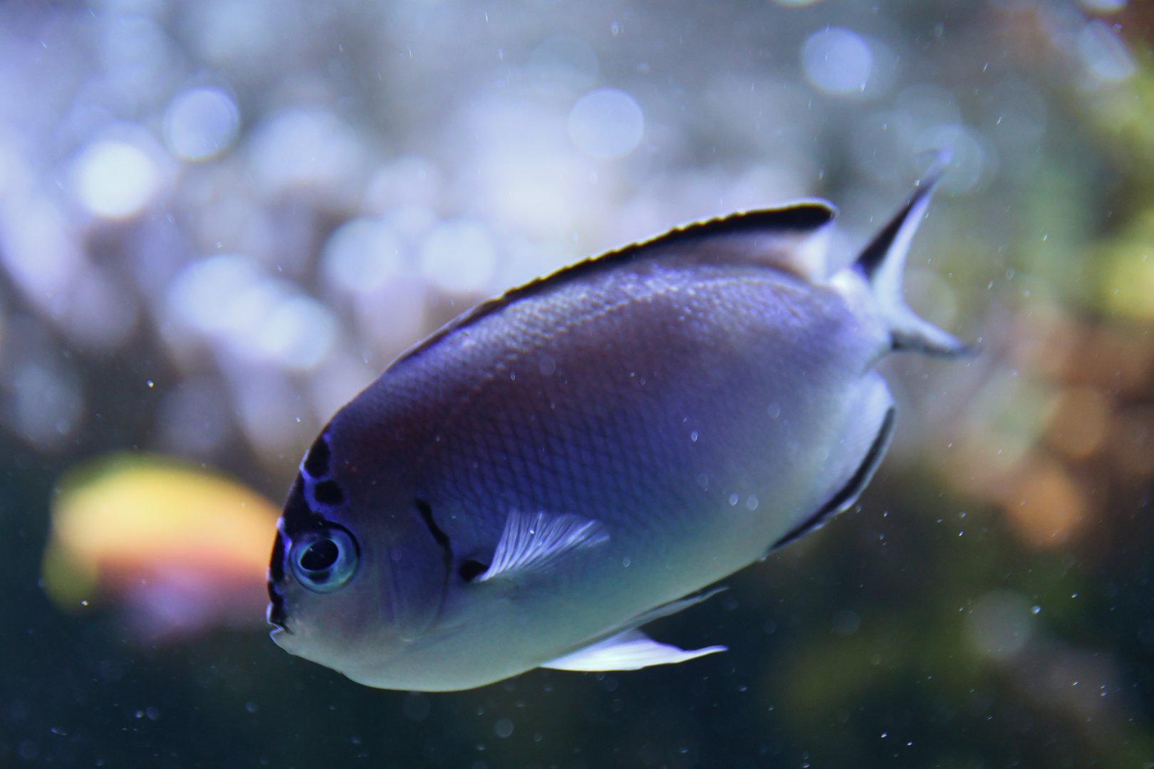 Genicanthus watanabei