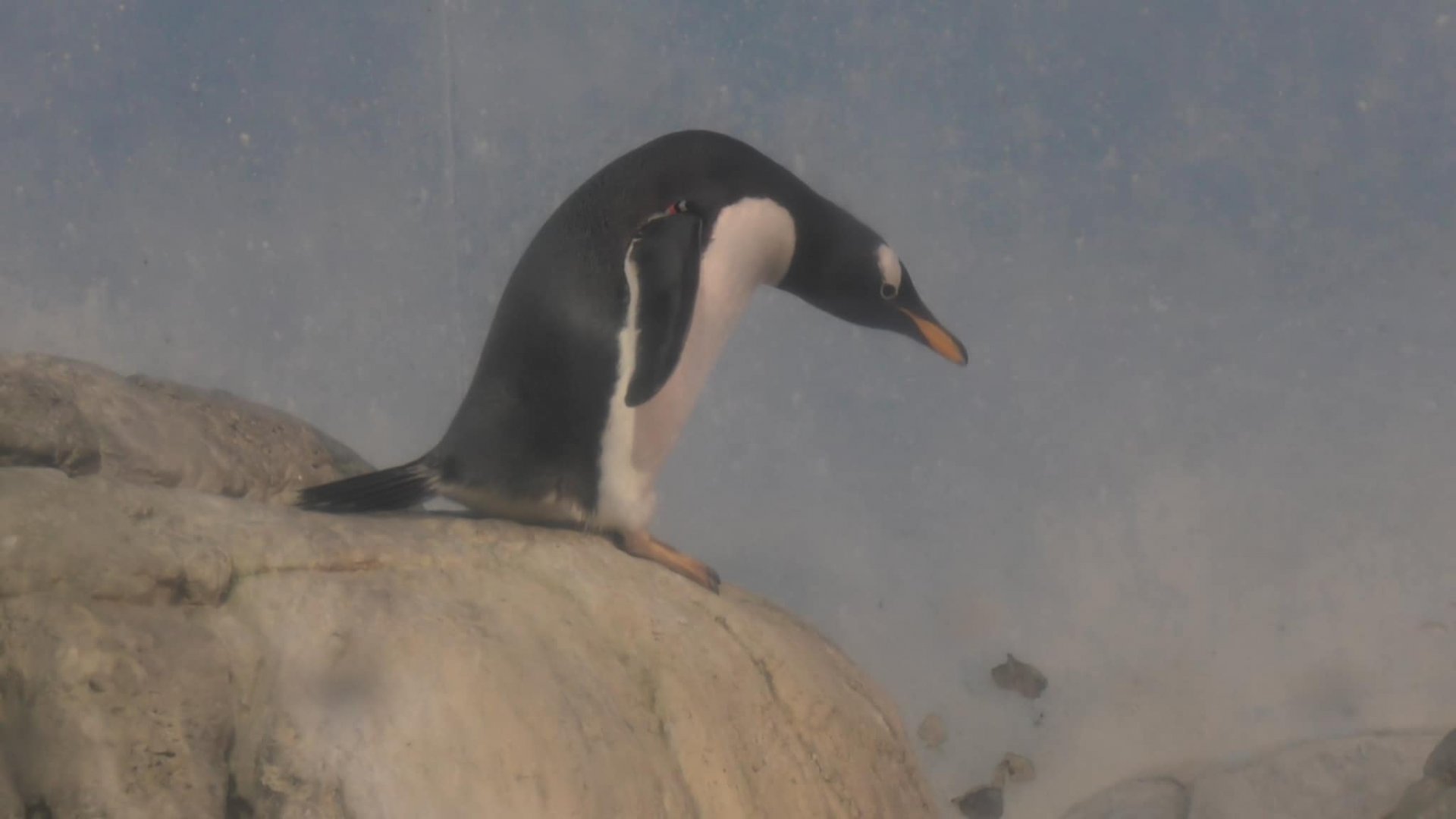 Genntoo penguin about to jump
