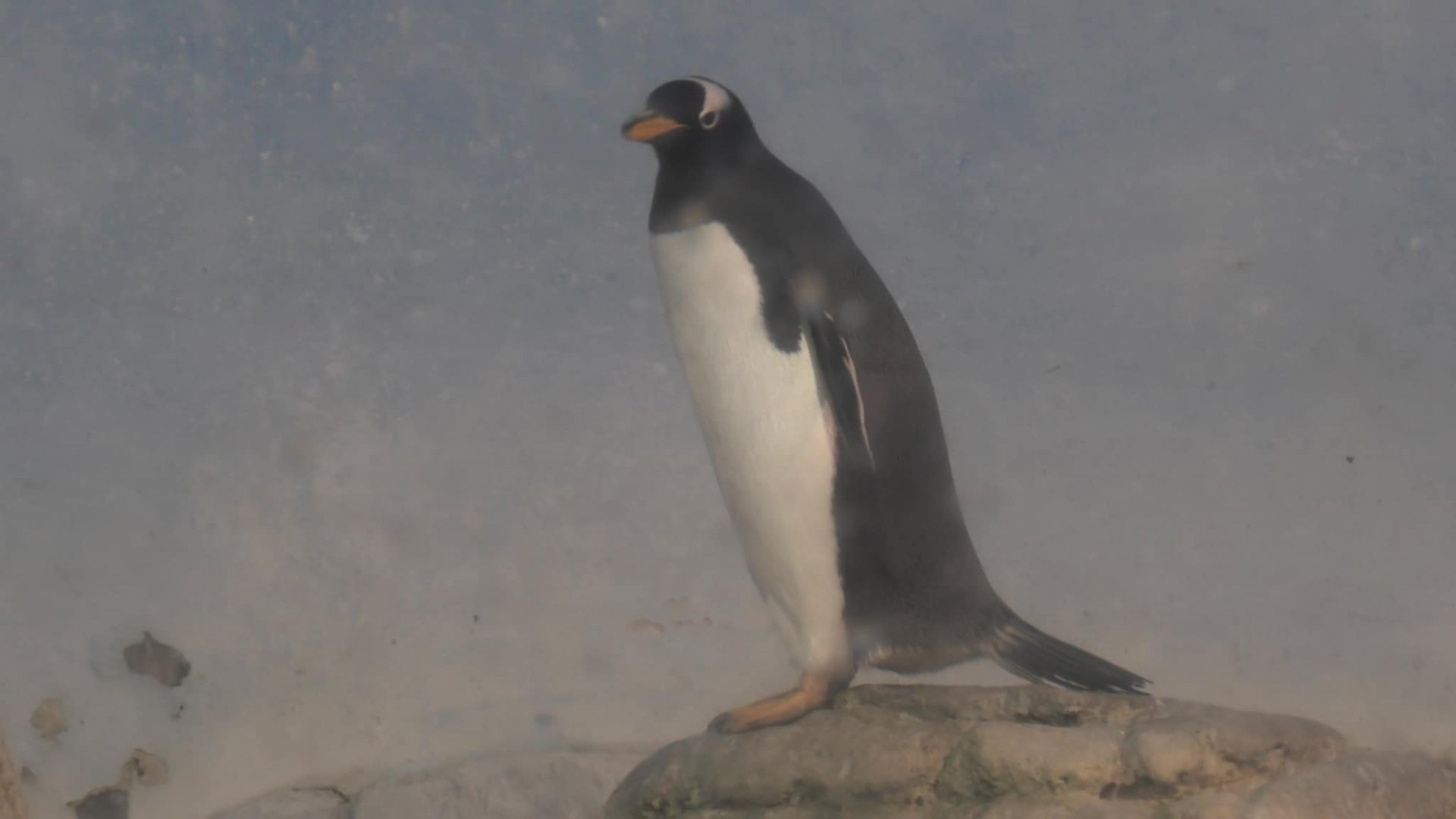 Genntoo penguin