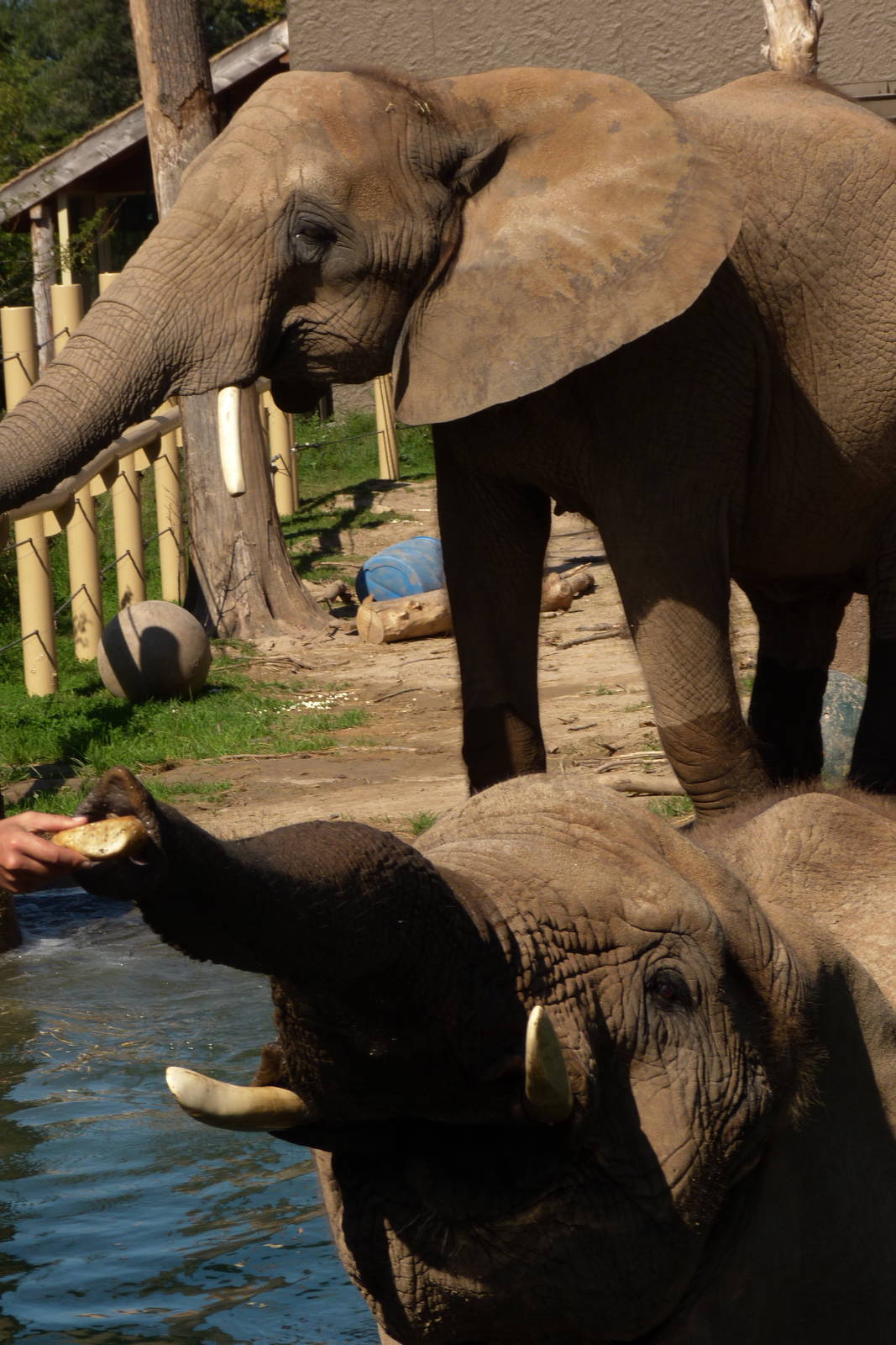 Genny C. and Lilac 9-2-12