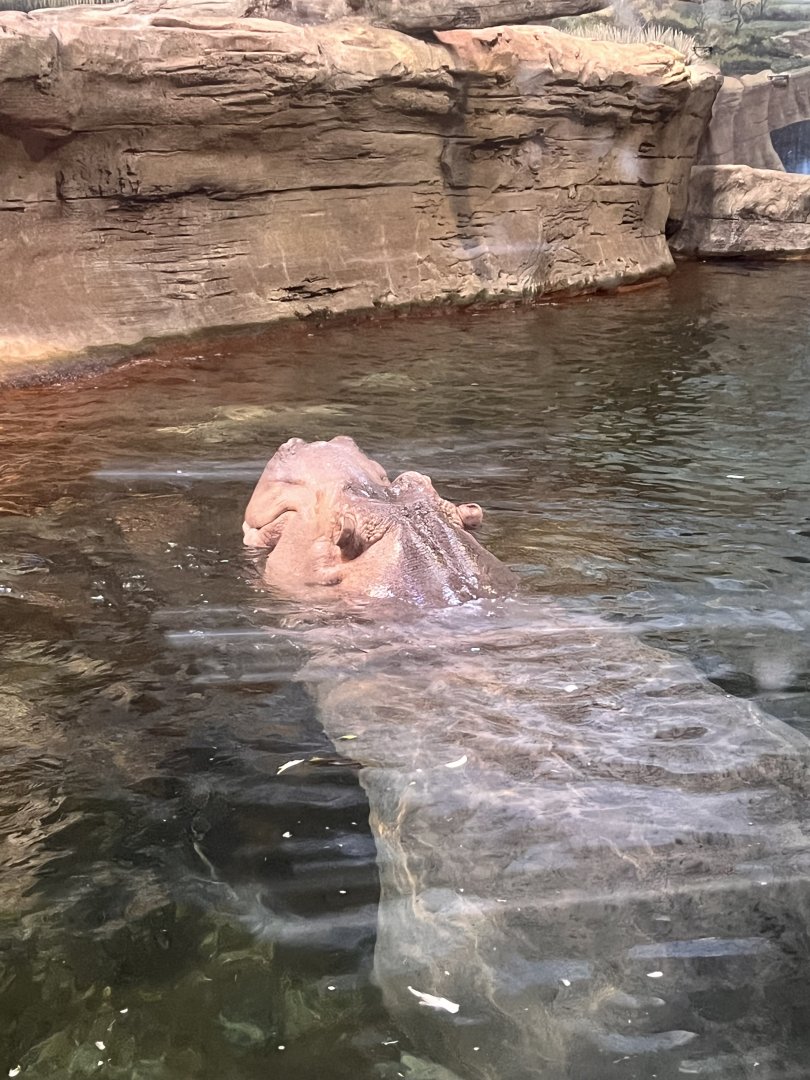 Genny the Nile hippopotamus