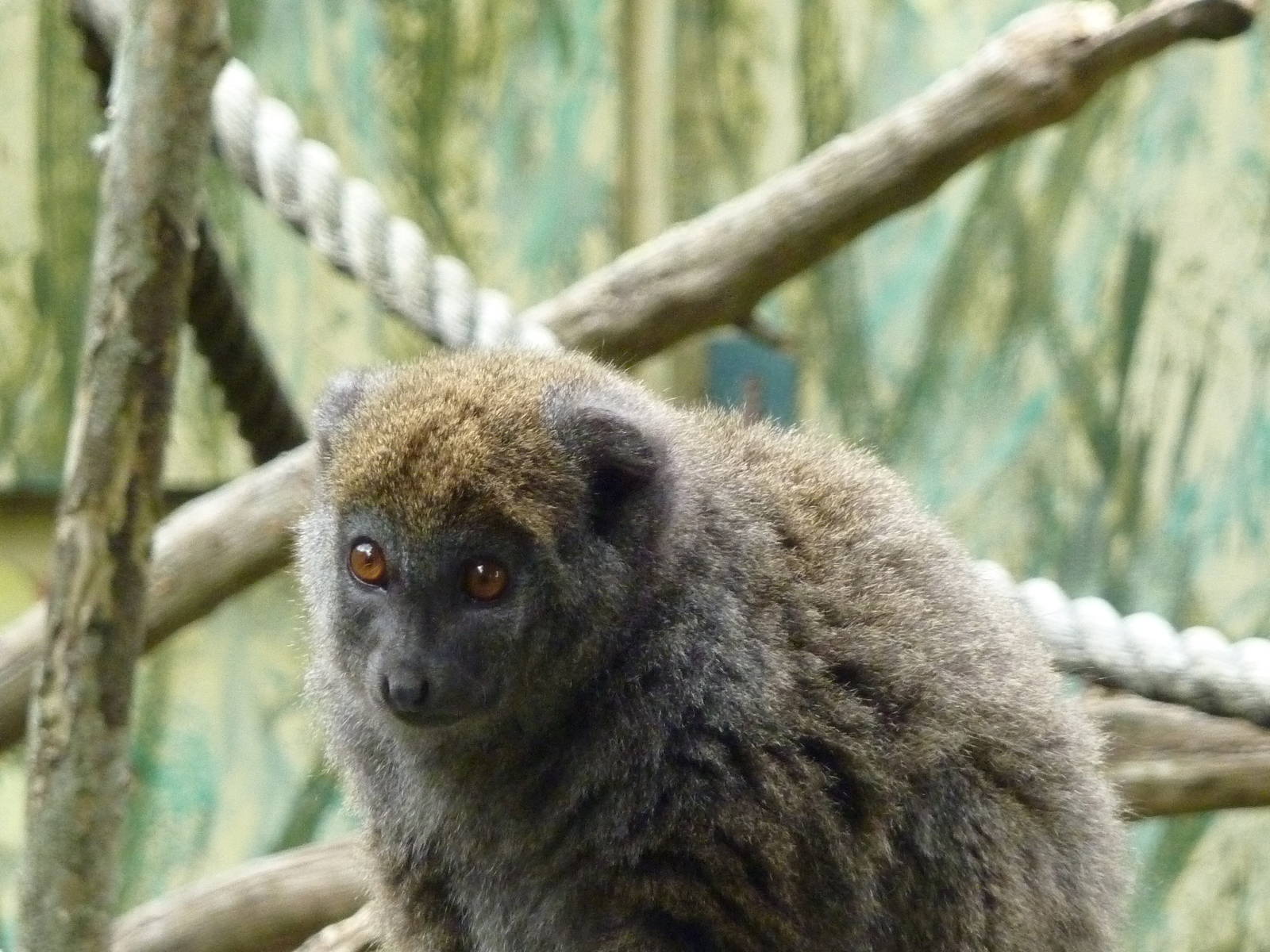 Gentle Lemur - 2011