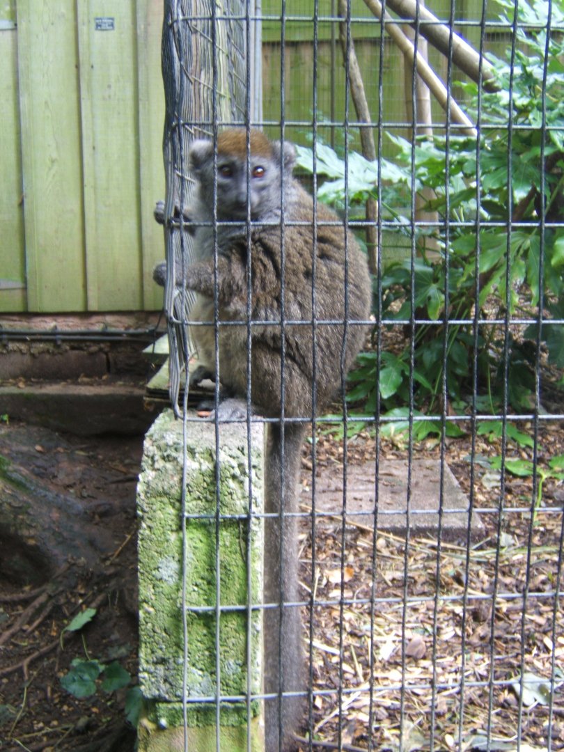 Gentle Lemur 30/07/2017