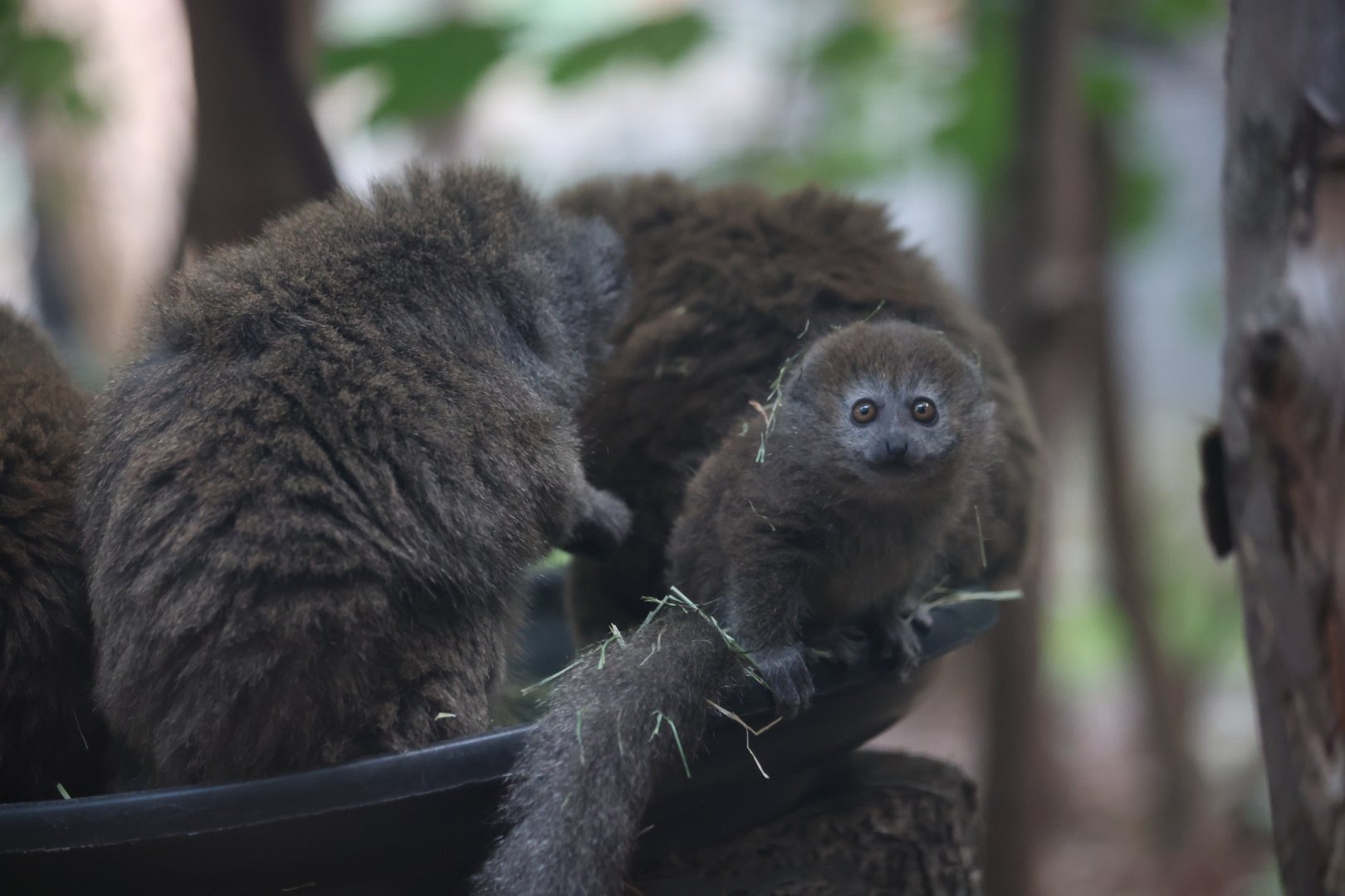 Gentle Lemur Baby
