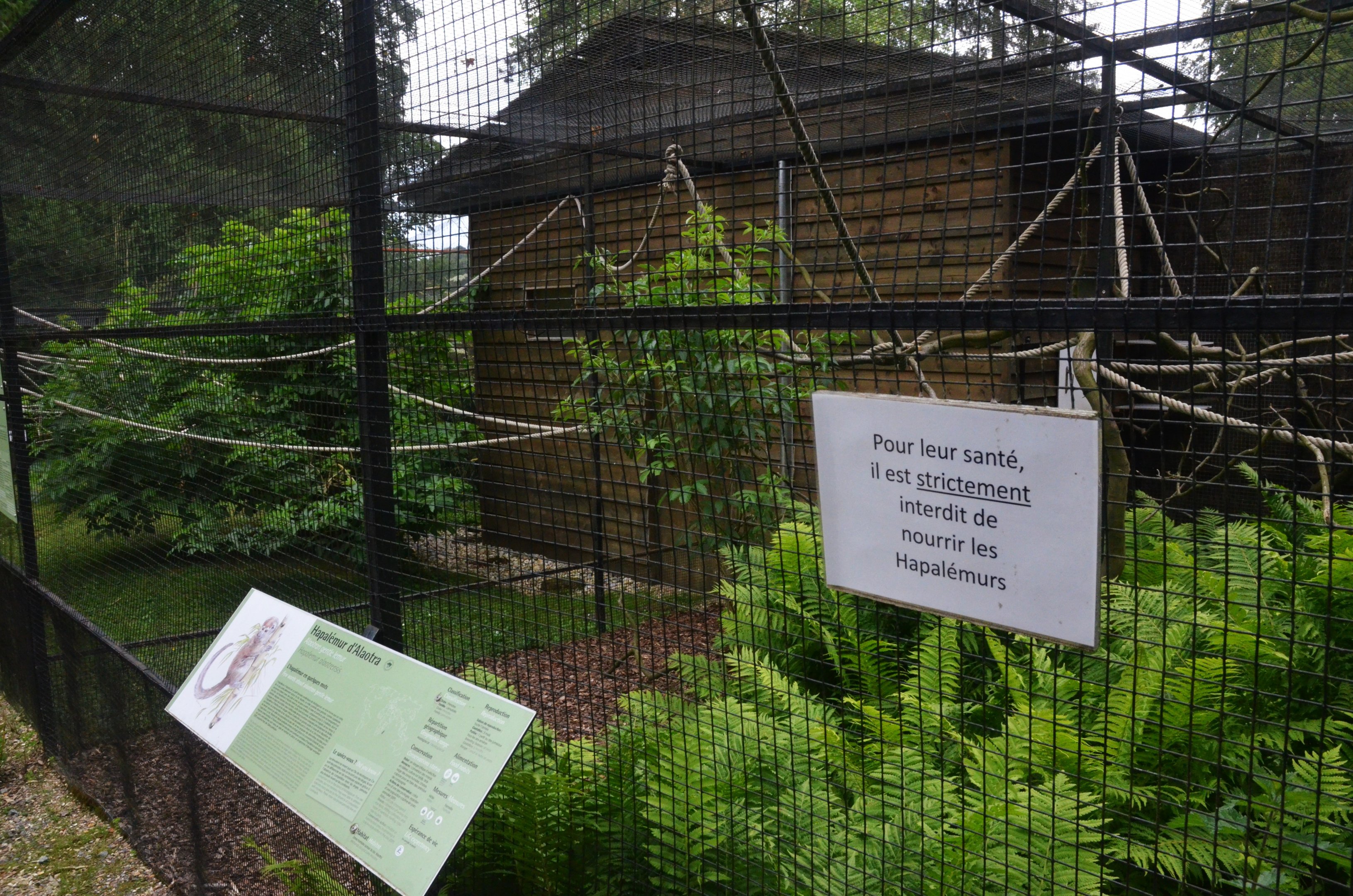 Gentle Lemur Enclosure at Clères, 16/06/18