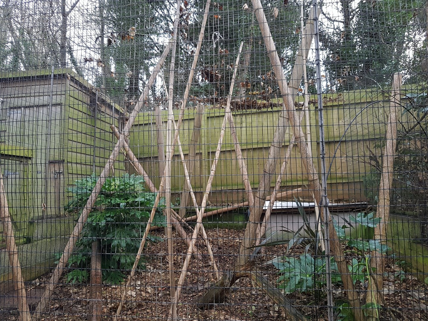 Gentle Lemur enclosure - Shaldon Wildlife Trust - January, 2017.