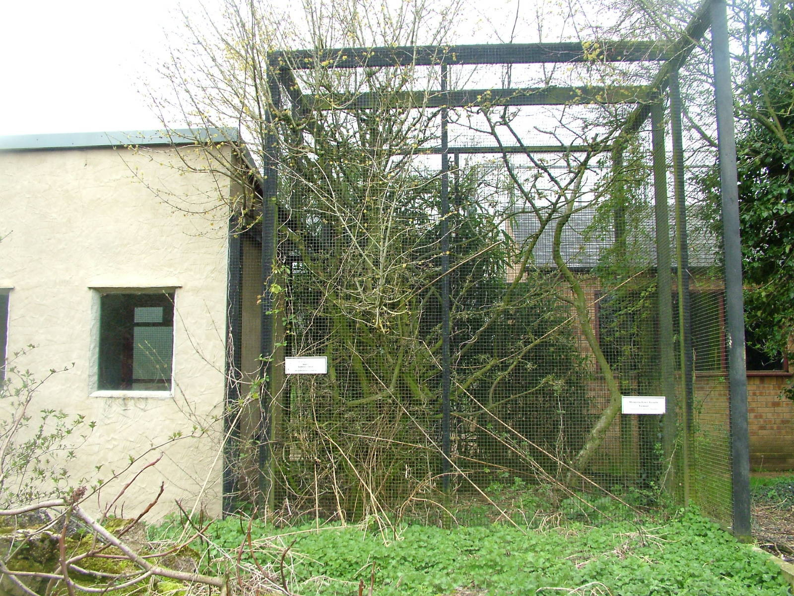Gentle Lemur exhibit at Linton 05/04/10
