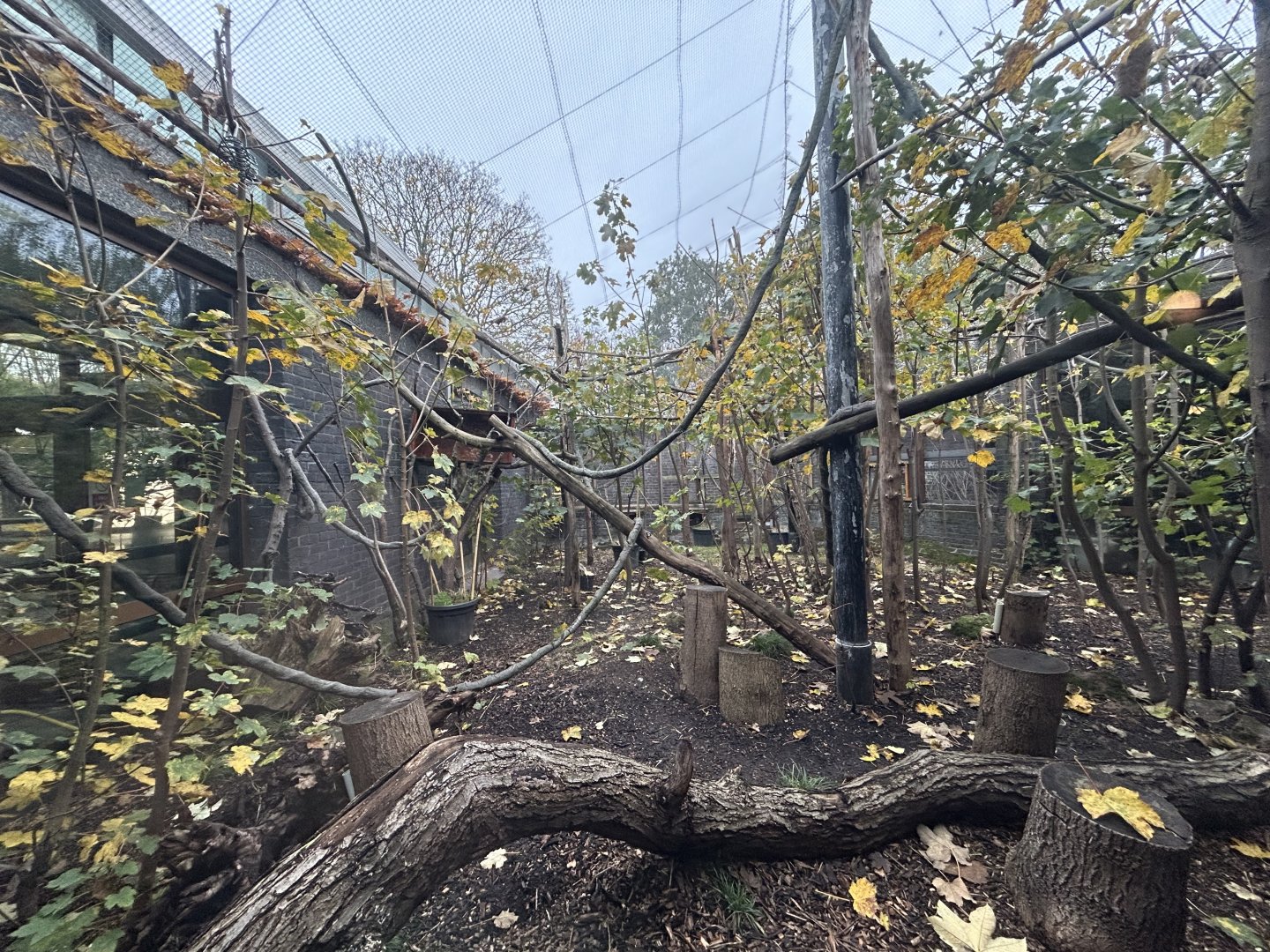 Gentle Lemur Exhibit - Rainforest Life