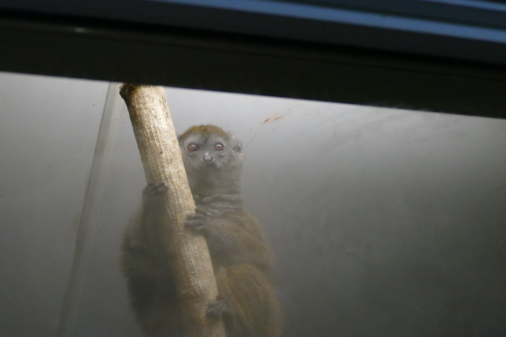 Gentle lemur, October 2019