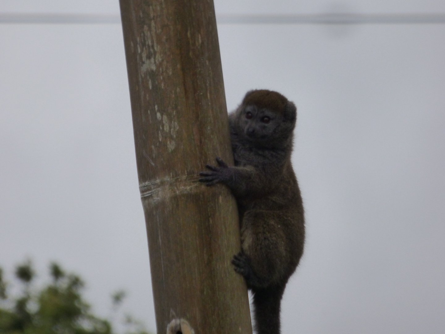 Gentle Lemur on the old Capuchin Island