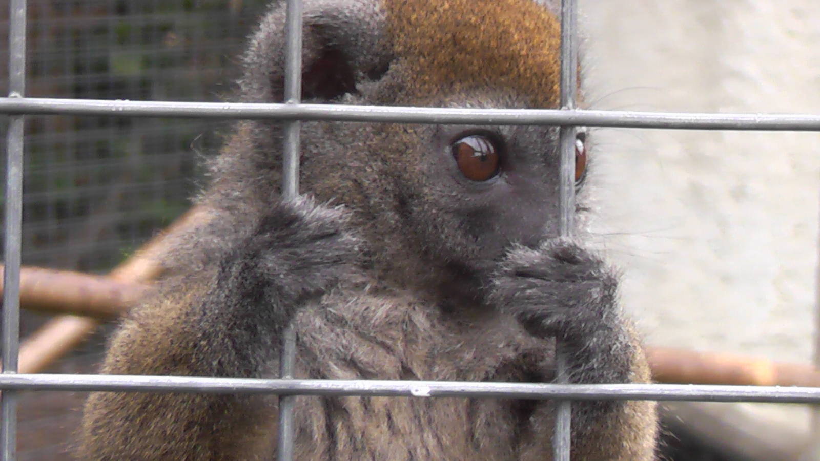 Gentle Lemur - RSCC August 2010