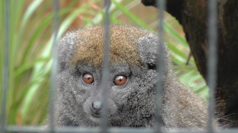 Gentle Lemur