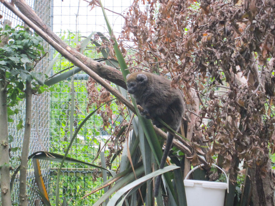 Gentle lemur