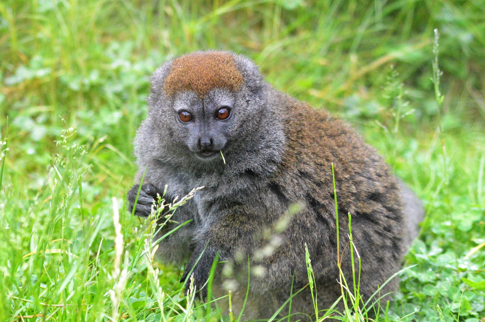 Gentle lemur
