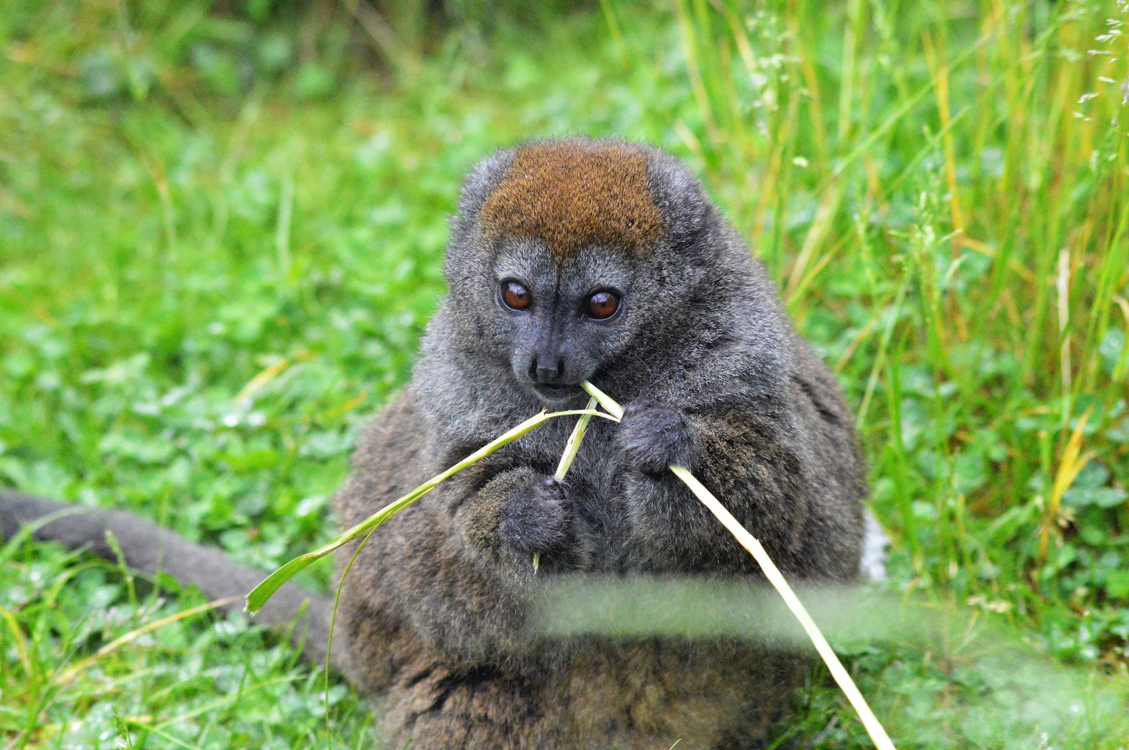 Gentle lemur