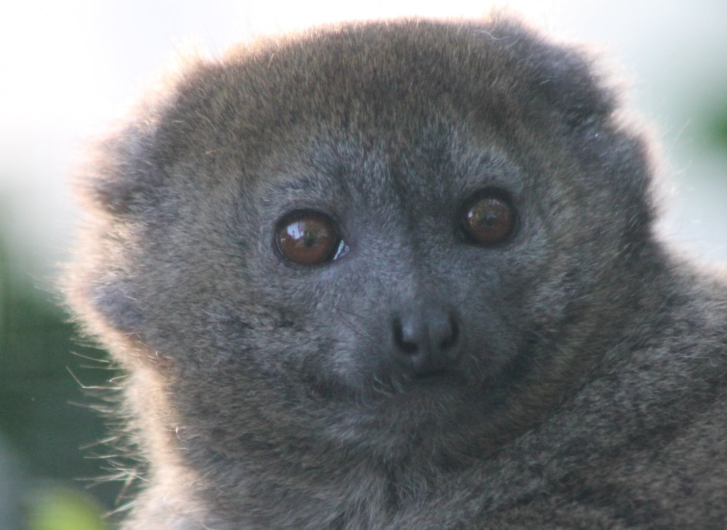 Gentle lemur
