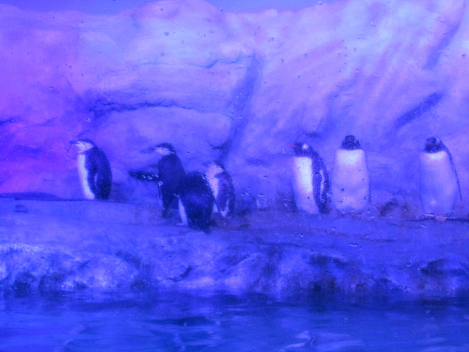 gentoo and chinstrap penguins acuario inbursa