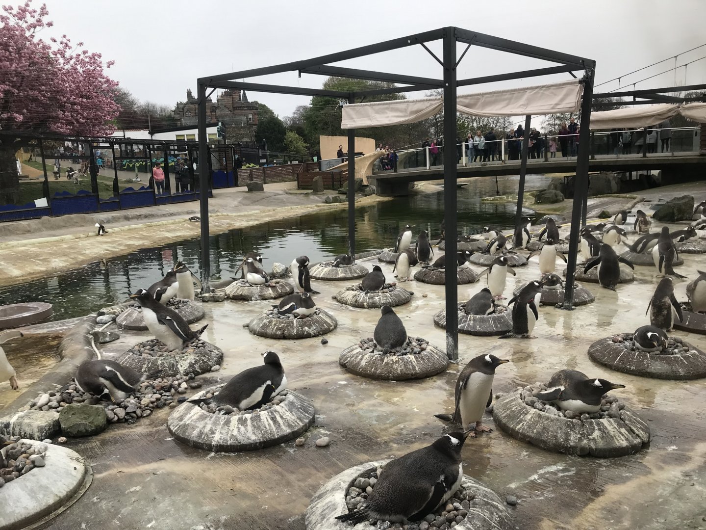 Gentoo and king penguin enclosure (3)