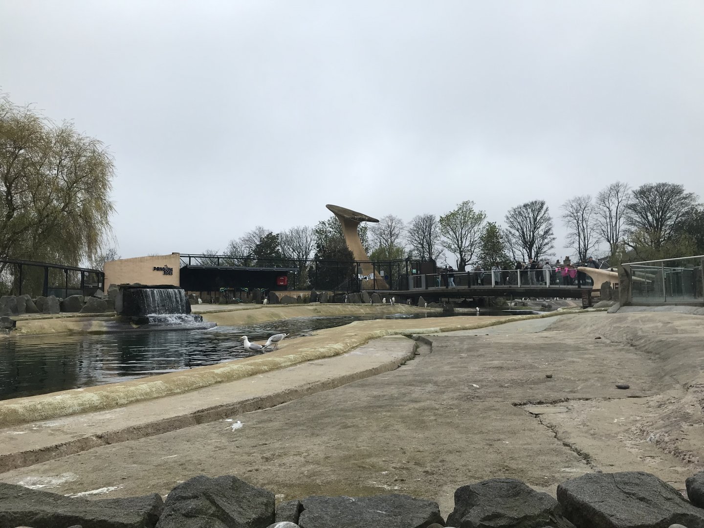 Gentoo and king penguin enclosure