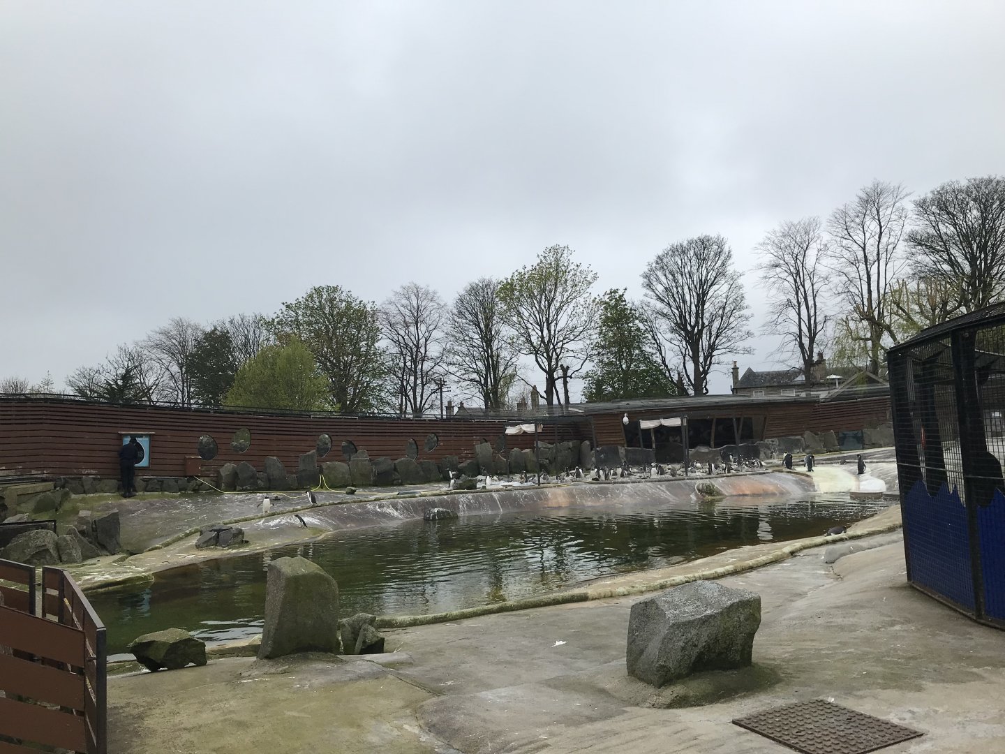 Gentoo and king penguin enclosure