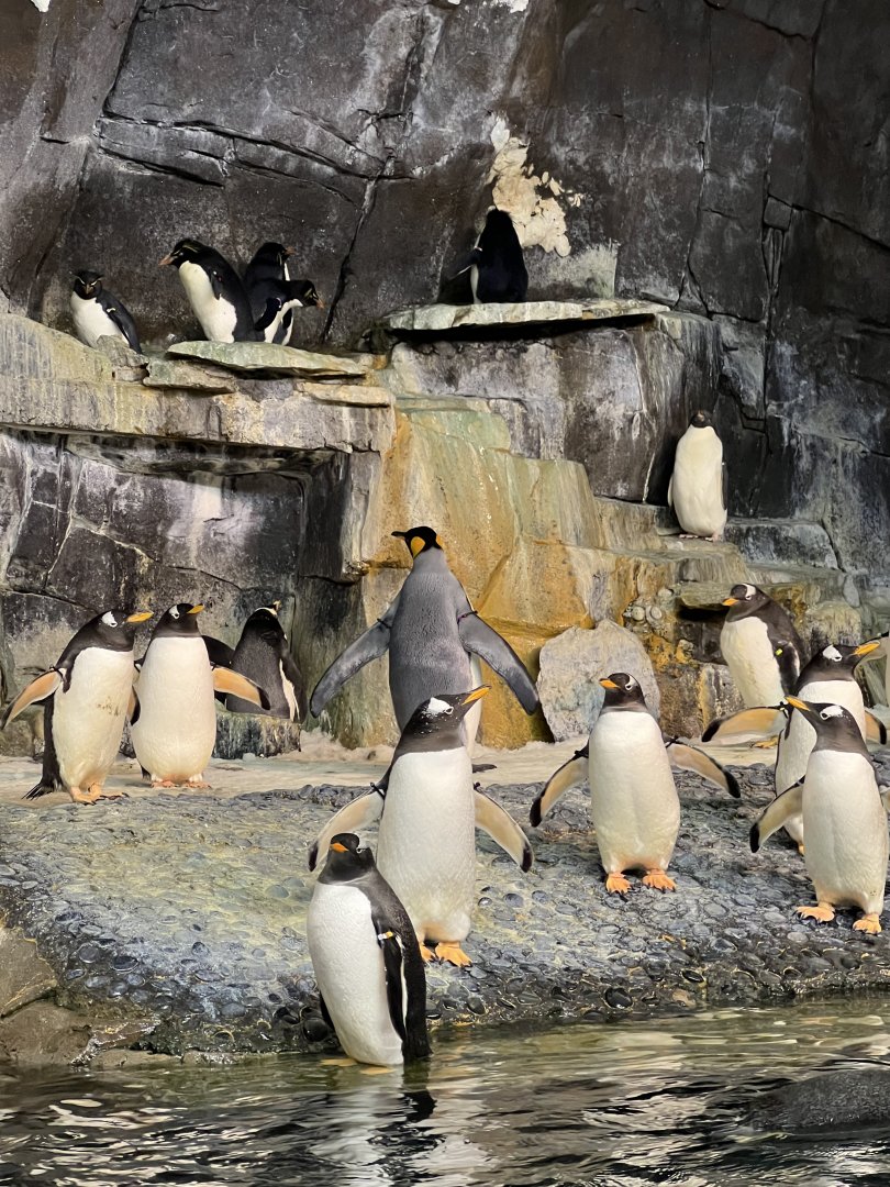 Gentoo and King Penguins