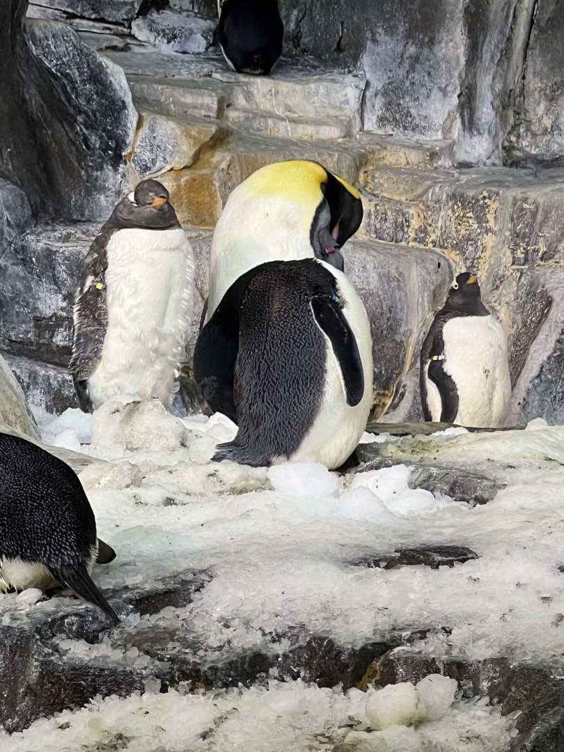 Gentoo and King Penguins