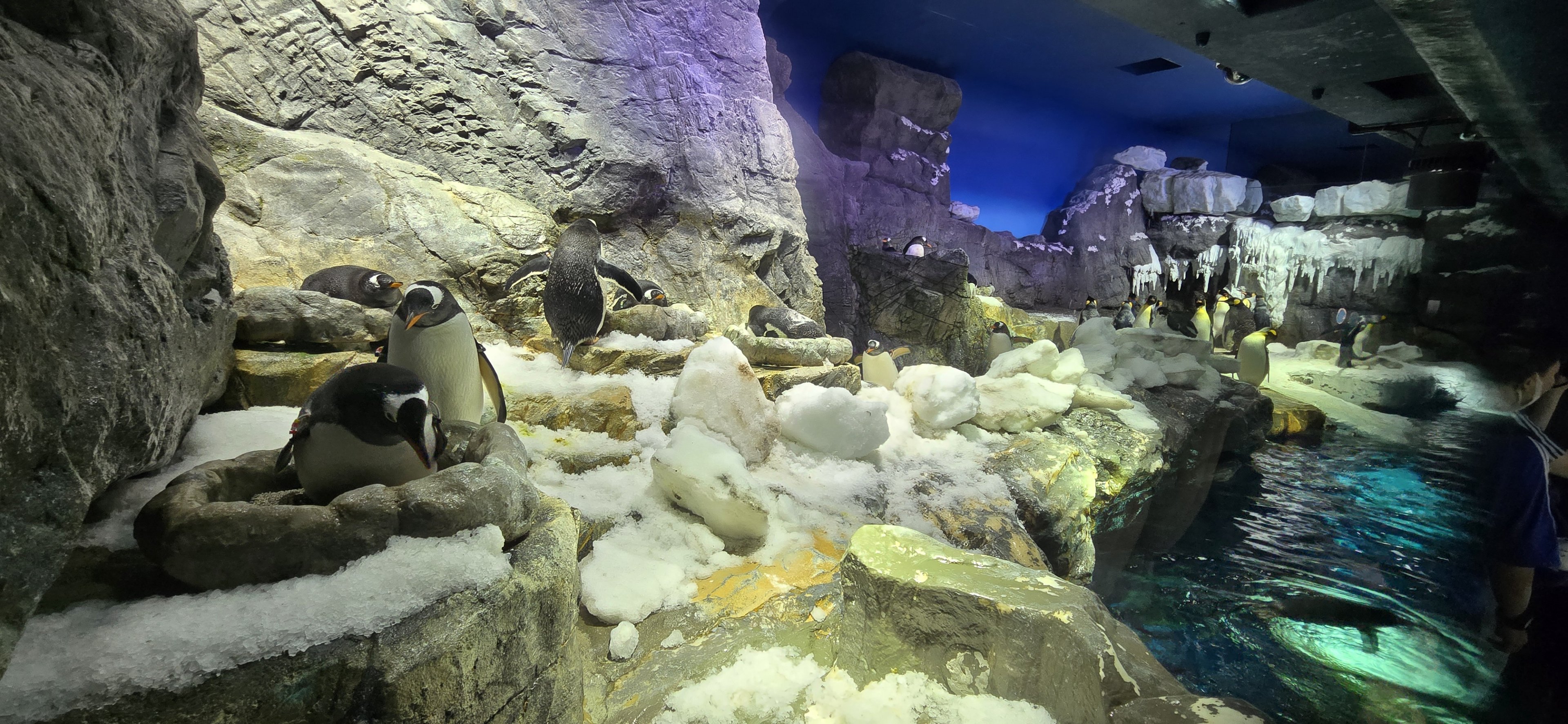 Gentoo and King penguins