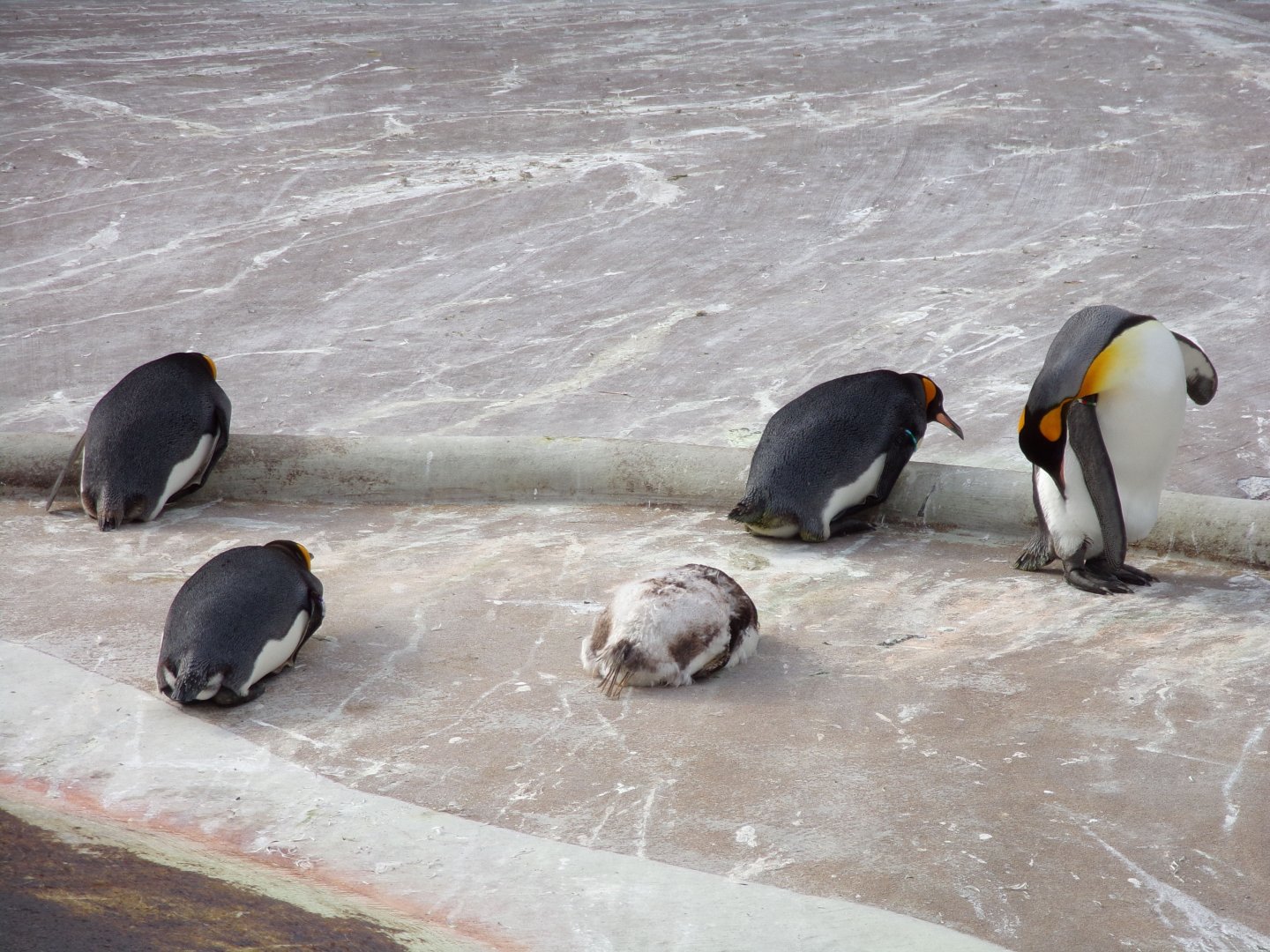 Gentoo and Kings chilling 14.8.23