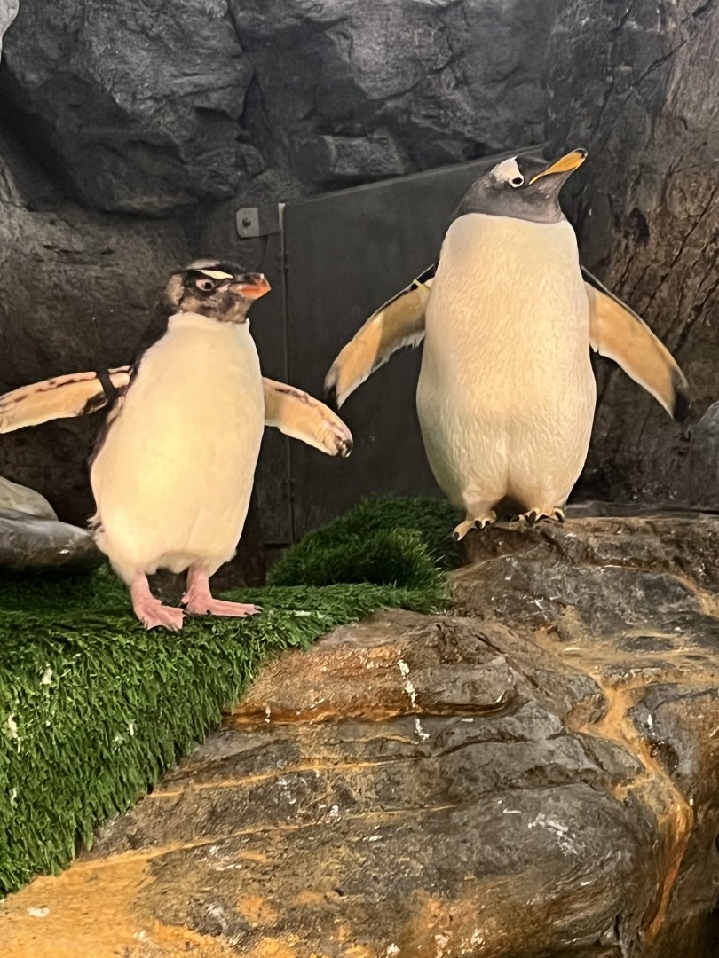 Gentoo and Rockhopper Penguins