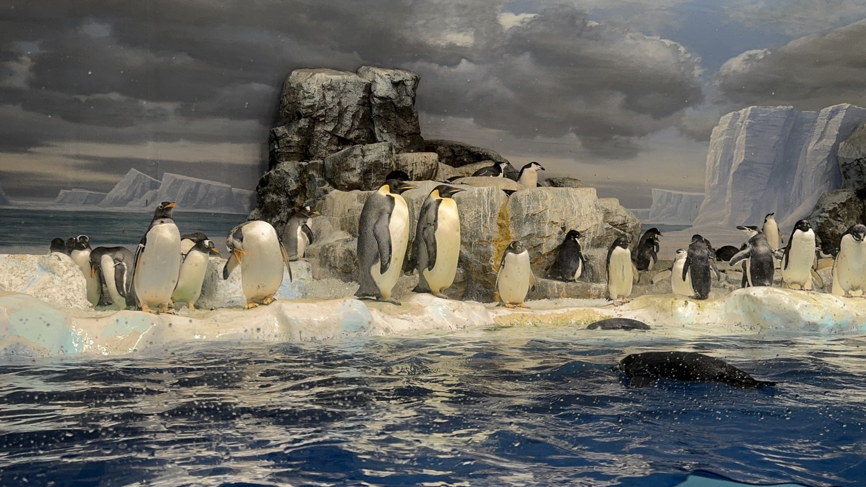 Gentoo , Emperor , Adelie , Chinstrap penguin