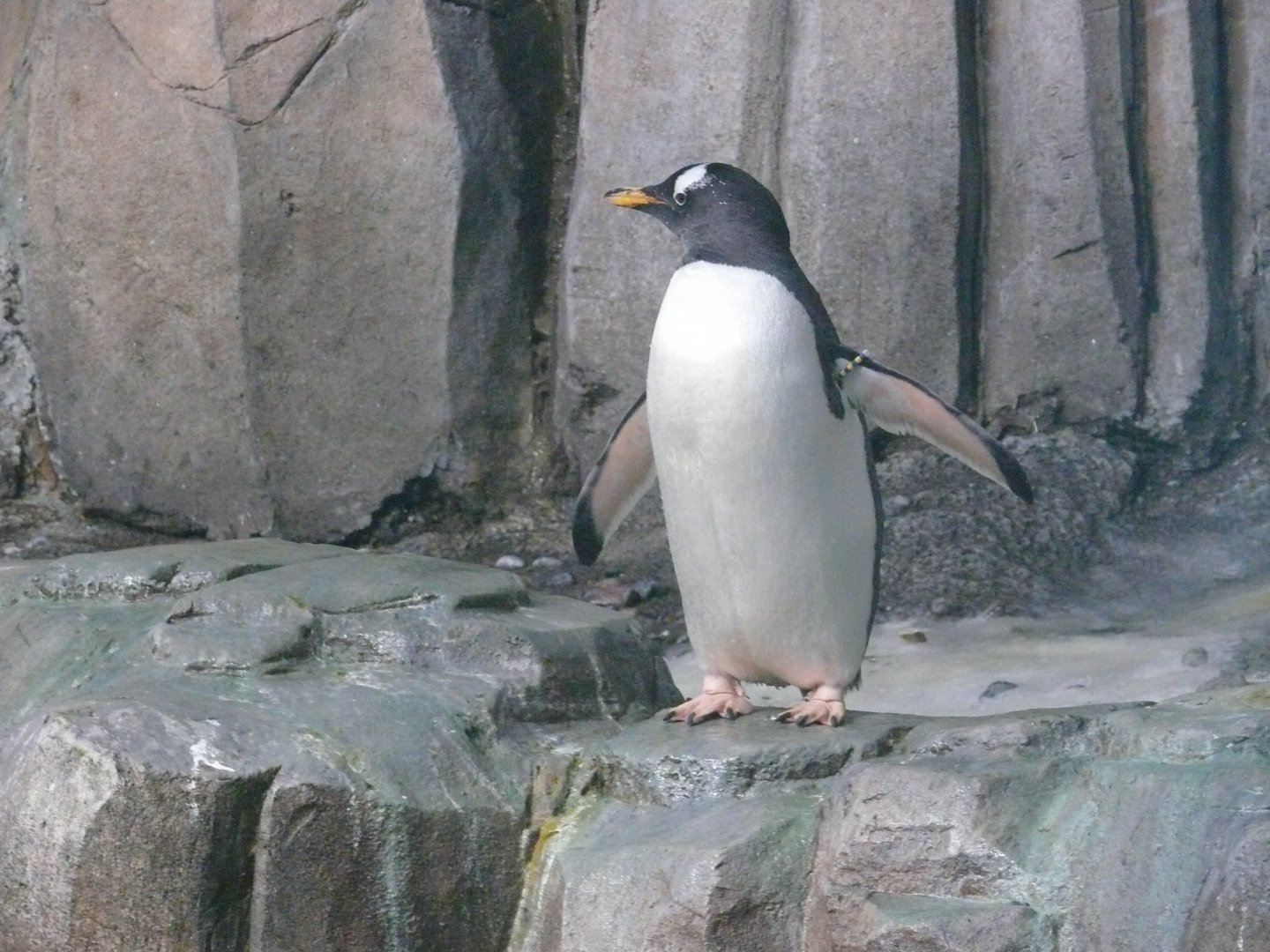 Gentoo penguin - 03-09-2020