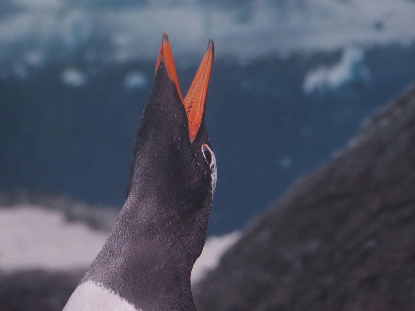 Gentoo Penguin 1
