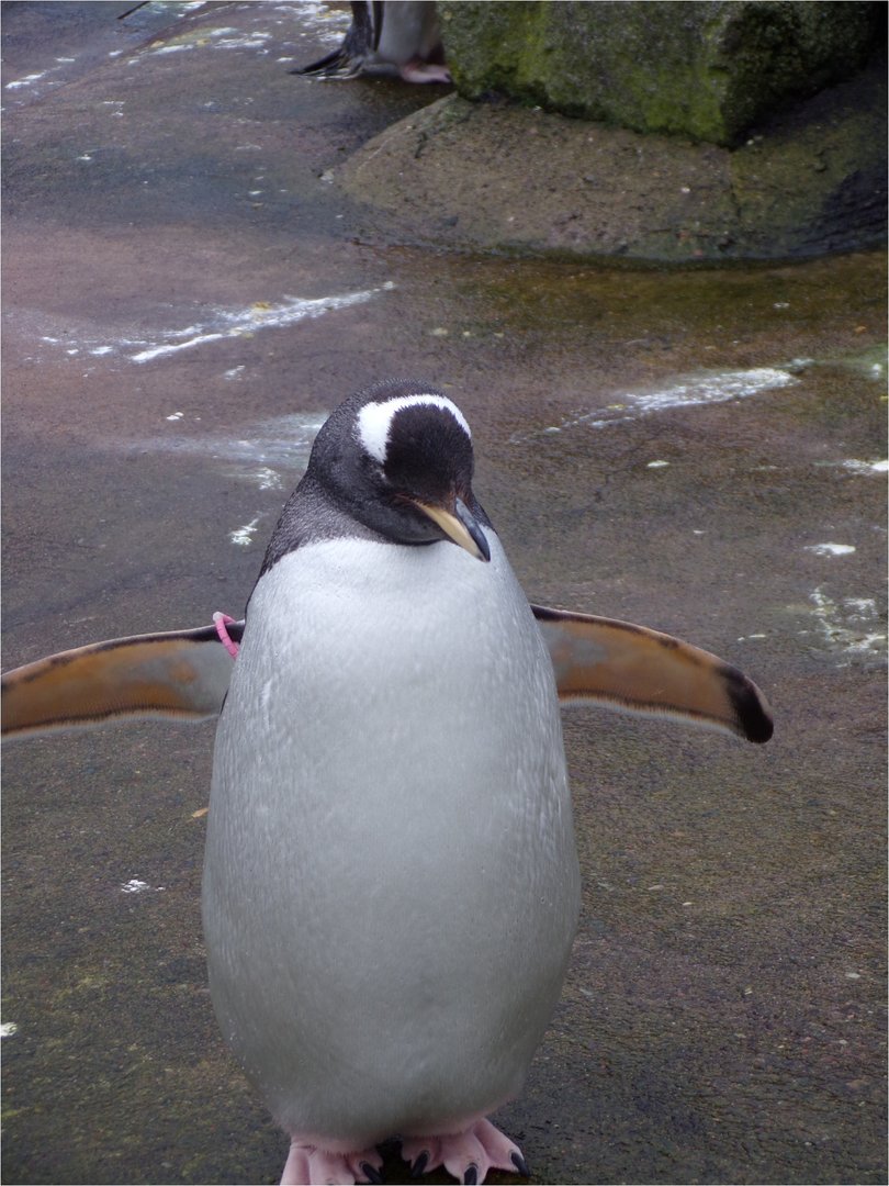 Gentoo penguin 14.1.23