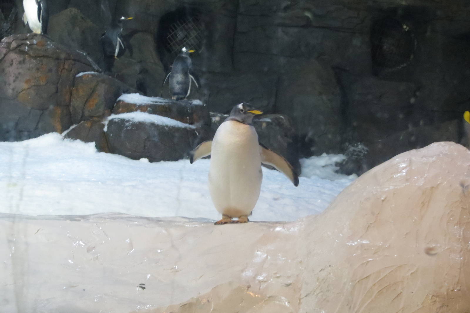 Gentoo Penguin 140216