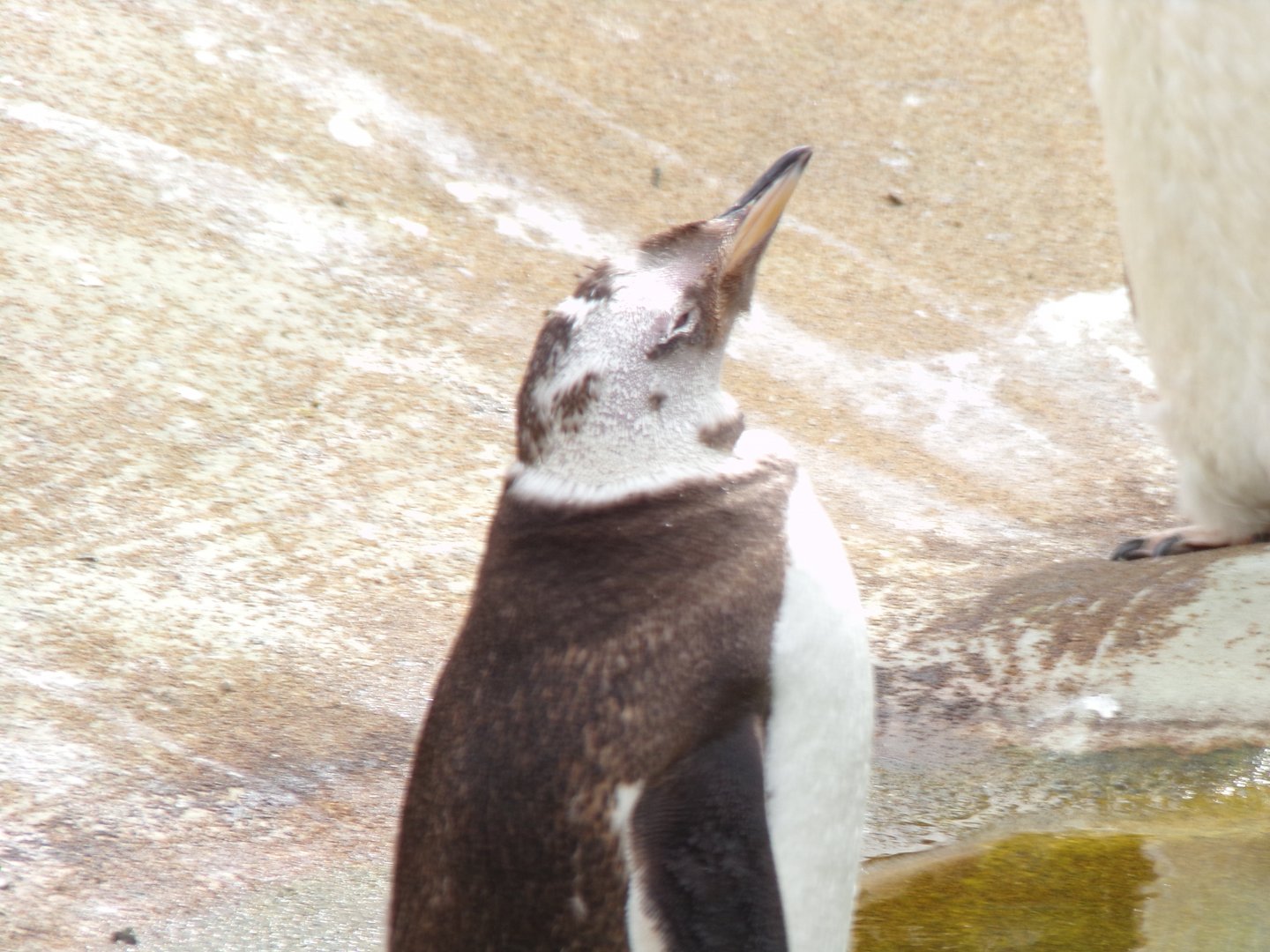 Gentoo penguin 15.7.24