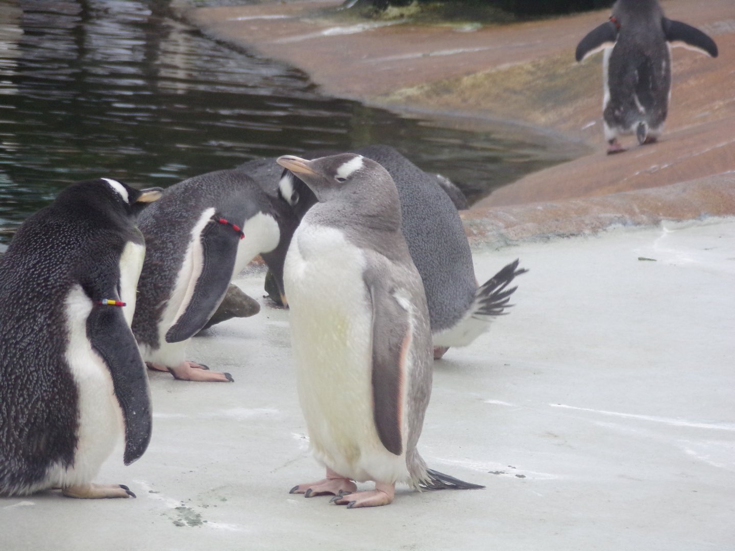 Gentoo penguin 19.11.23