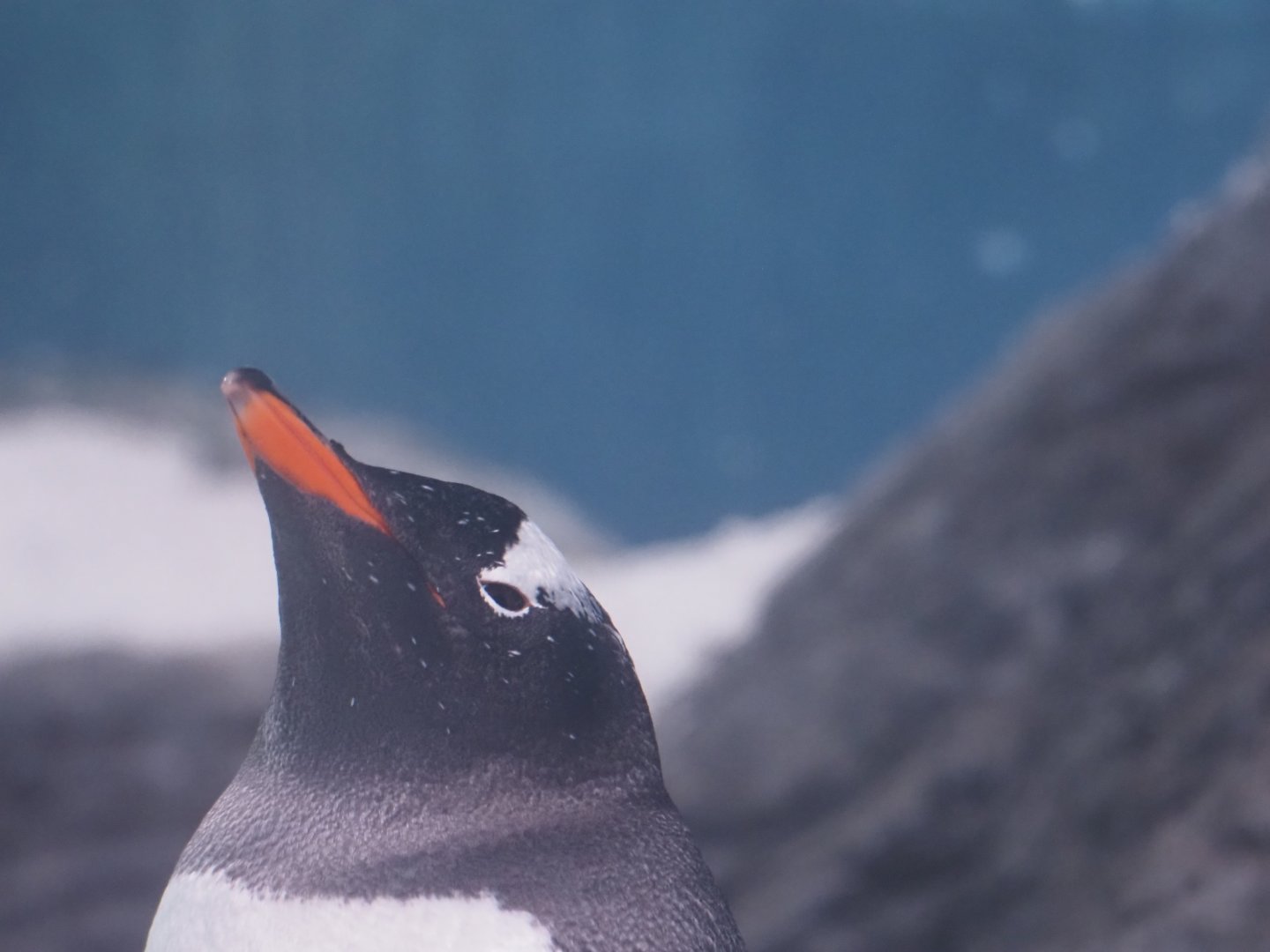 Gentoo Penguin 2
