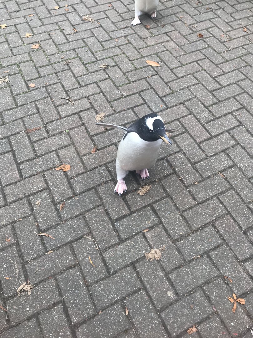 Gentoo penguin (2019)