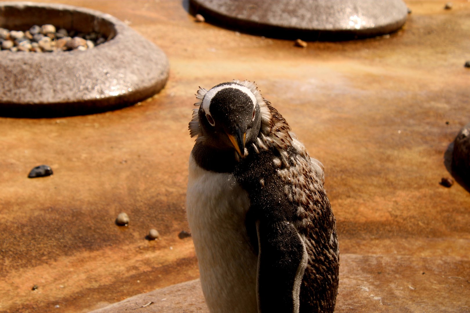 Gentoo Penguin - 26/07/25