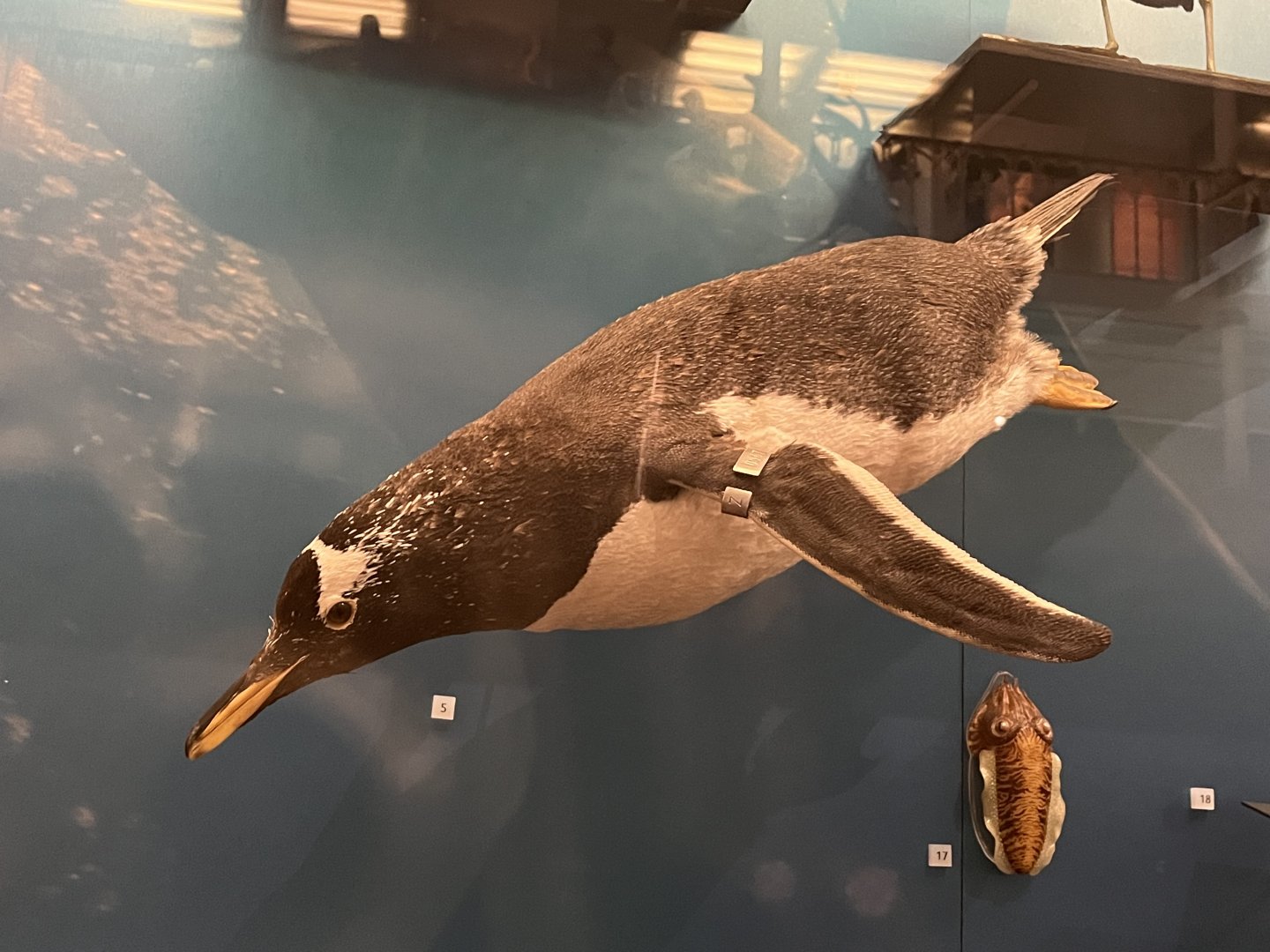 Gentoo penguin 29.7.23