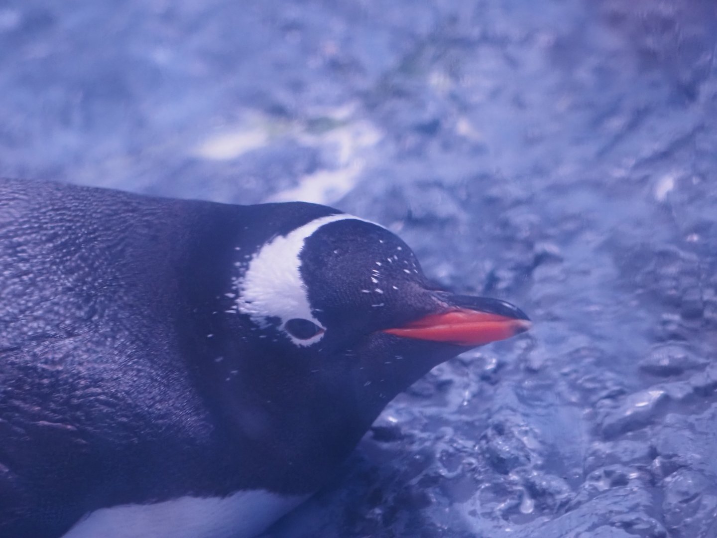 Gentoo Penguin 3