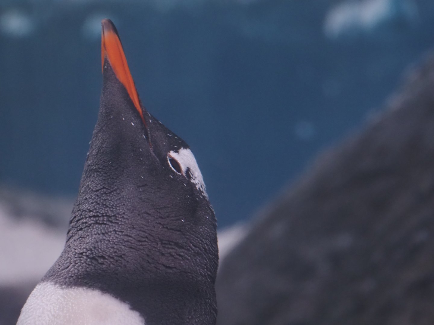 Gentoo Penguin 4