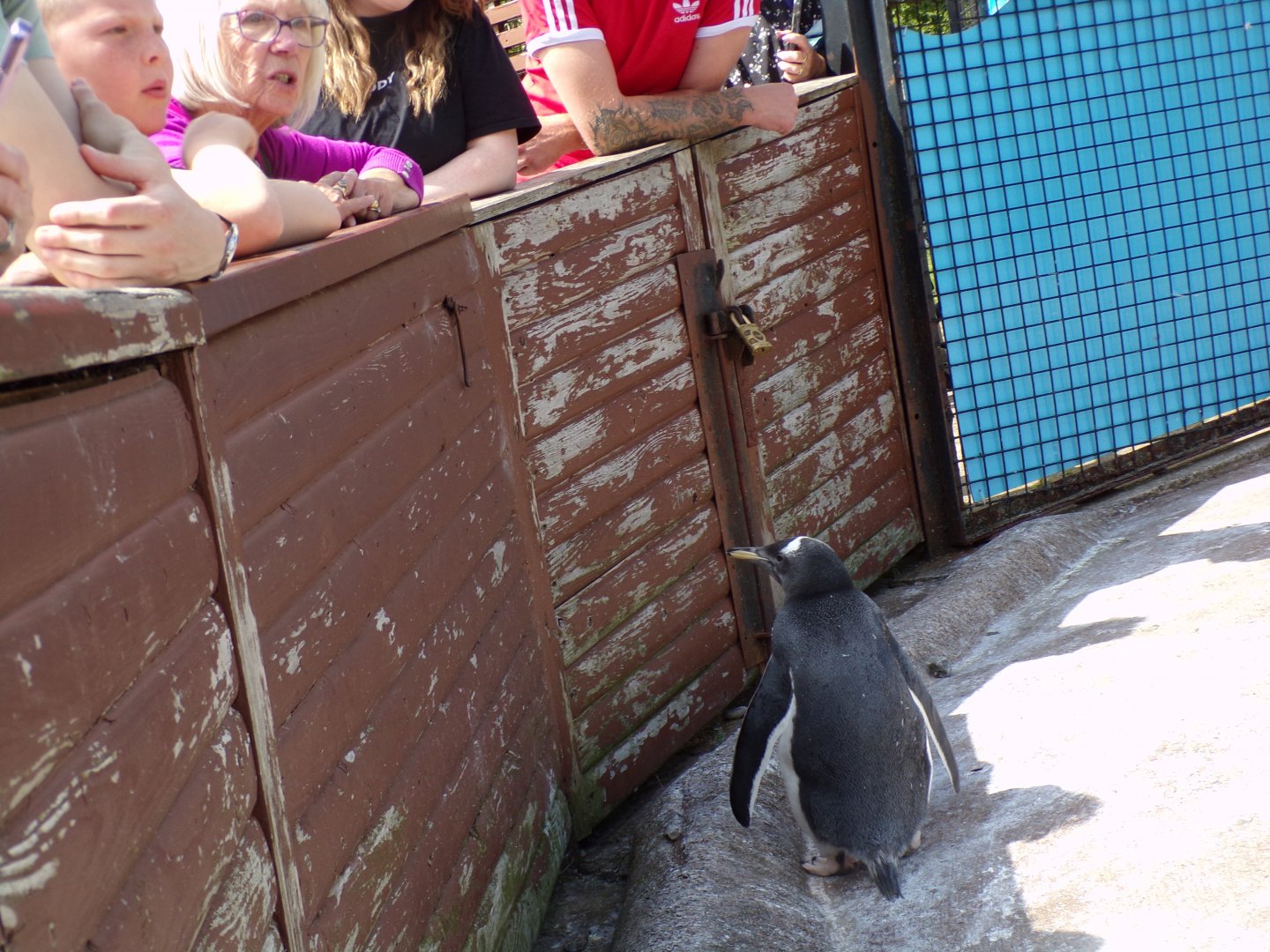 Gentoo penguin and visitors 17.7.23