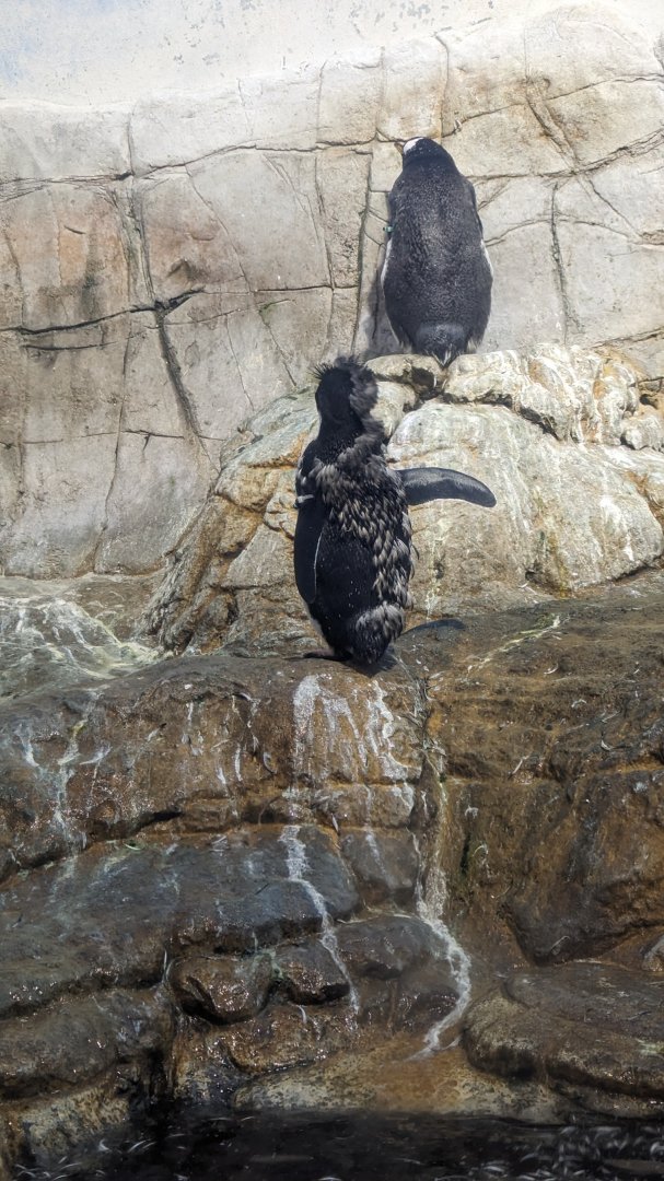 Gentoo Penguin (April 7 2024)