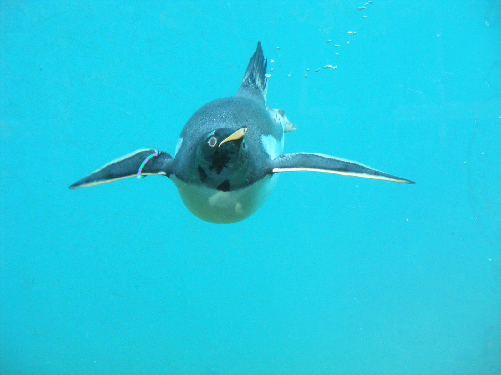 Gentoo penguin at Edinburgh Zoo, 2 October 2010